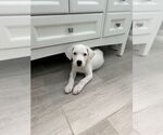 Small #6 Borador