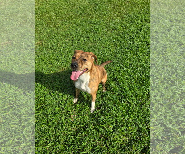Medium Photo #4 American Bulldog-Plott Hound Mix Puppy For Sale in Rockaway, NJ, USA