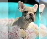 Small French Bulldog