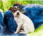 Small #7 Fox Terrier (Smooth)-Fox Terrier (Toy) Mix