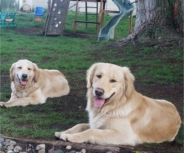 Medium Photo #5 Golden Retriever Puppy For Sale in MINNEAPOLIS, MN, USA