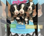 Small Photo #1 Bernese Mountain Dog Puppy For Sale in ENOCH, UT, USA