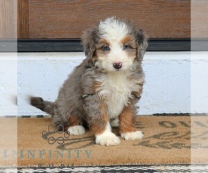 Bernedoodle (Miniature) (+ Poodle Miniature) Puppy for sale in NARVON, PA, USA