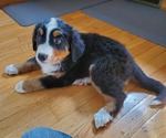 Small Photo #11 Bernese Mountain Dog Puppy For Sale in LEETONIA, OH, USA