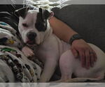 Small American Pit Bull Terrier Mix