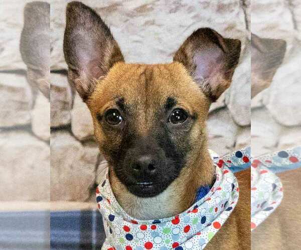Medium Photo #1 Chihuahua-Unknown Mix Puppy For Sale in Kennesaw, GA, USA