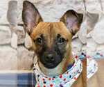 Buster - Male Chihuahua-Unknown Mix Dog for Adoption - Small photo