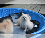 Small #8 Pomeranian