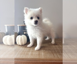 Pomeranian Puppy for sale in INDIANAPOLIS, IN, USA