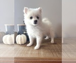 Image preview for Ad Listing. Nickname: Pixie