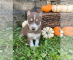 Small Photo #5 Siberian Husky Puppy For Sale in EAST HERKIMER, NY, USA