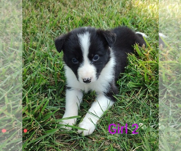 Medium Photo #5 Border Collie Puppy For Sale in WEST LIBERTY, KY, USA