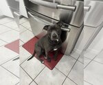 Small Photo #1 American Pit Bull Terrier-Labrador Retriever Mix Puppy For Sale in Miami, FL, USA