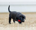 Small Photo #2 Labrador Retriever-Unknown Mix Puppy For Sale in McKinney, TX, USA