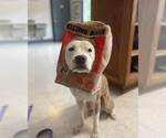 Small #1 Bulldog Mix
