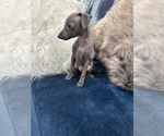 Small #1 Italian Greyhound