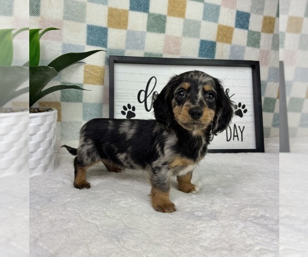 Medium Photo #7 Dachshund Puppy For Sale in FRANKLIN, IN, USA