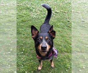 Australian Kelpie-Unknown Mix Dogs for adoption in Tulsa, OK, USA