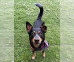 Small Australian Kelpie Mix