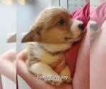 Small Photo #4 Pembroke Welsh Corgi Puppy For Sale in KINGMAN, AZ, USA