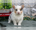Puppy Asha Pembroke Welsh Corgi