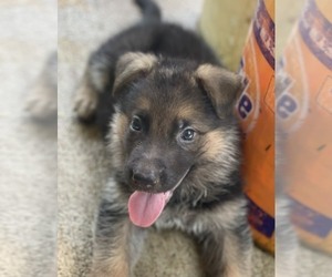 German Shepherd Dog Puppy for sale in CHARLOTTE, NC, USA