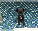 Small Chihuahua Mix