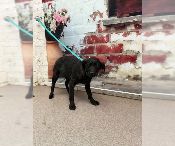 Medium Photo #1 Chihuahua-Unknown Mix Puppy For Sale in San Bernardino, CA, USA