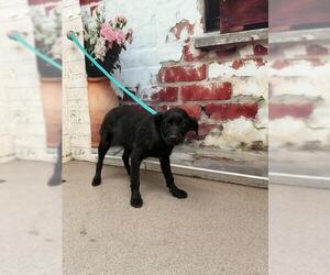 Chihuahua-Unknown Mix Dogs for adoption in San Bernardino, CA, USA