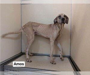 Great Dane Dogs for adoption in Bullard, TX, USA