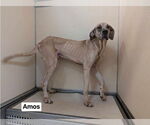 Small Great Dane