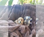 Puppy Cutie Pie 5 Bichpoo