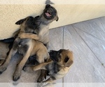 Small Photo #7 Belgian Malinois Puppy For Sale in PALMDALE, CA, USA