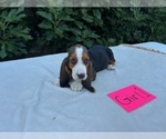 Small #4 Basset Hound