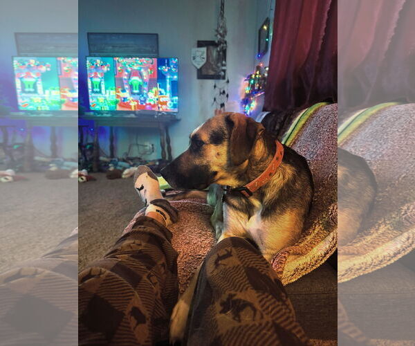 Medium Photo #11 Shepradors Puppy For Sale in Princeton, MN, USA