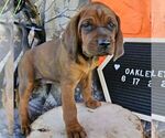 Small #1 Redbone Coonhound