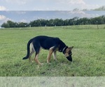 Small #1 German Shepherd Dog