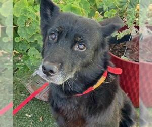 Mutt Dogs for adoption in San Diego, CA, USA
