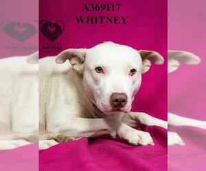 Mutt Dogs for adoption in Stockton, CA, USA