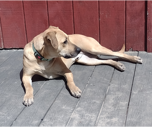 Rufus - Male Anatolian Shepherd-Labrador Retriever Mix Dog for Adoption - Photo #4