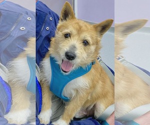 Norwich Terrier-Unknown Mix Dogs for adoption in Arlington, VA, USA