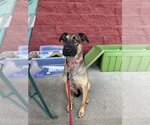 Small German Shepherd Dog Mix