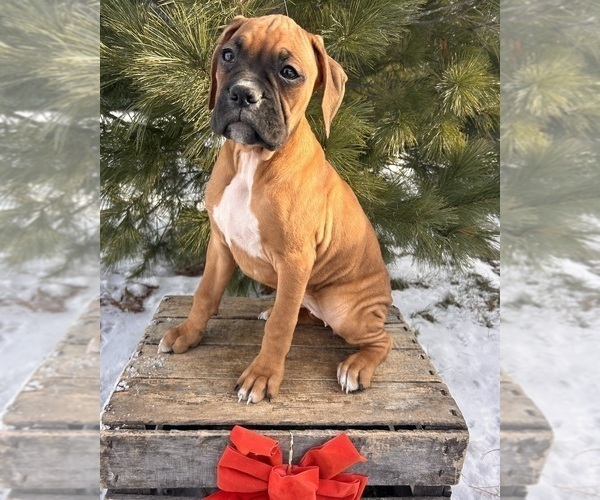 Medium Photo #3 Boxer Puppy For Sale in MIDDLEBURY, IN, USA