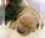 Small Photo #19 Golden Retriever Puppy For Sale in RICHMOND, TX, USA