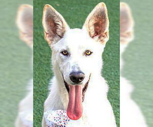 - Mix Dogs for adoption in Phoenix, AZ, USA