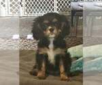 Small #1 Cavalier King Charles Spaniel