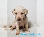 Puppy 2 Labrador Retriever