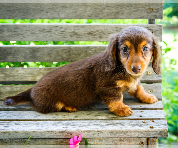 Medium Photo #9 Dachshund Puppy For Sale in WAKARUSA, IN, USA