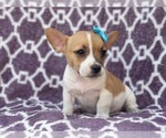Small #7 French Bulldog-Jack Russell Terrier Mix