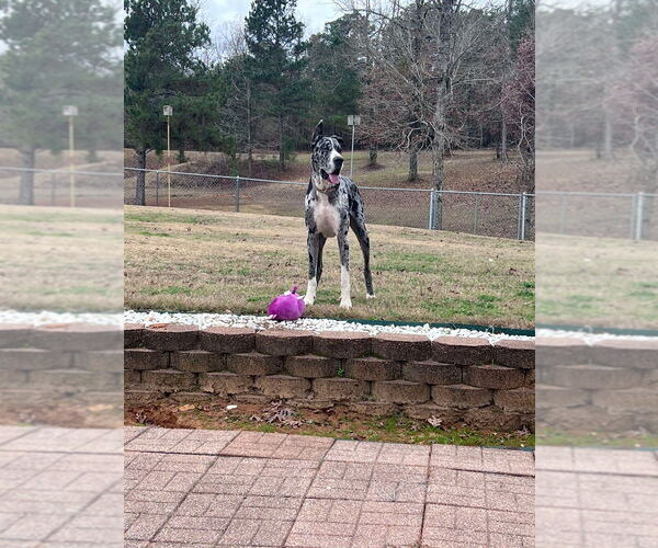 Medium Photo #2 Great Dane Puppy For Sale in Bullard, TX, USA